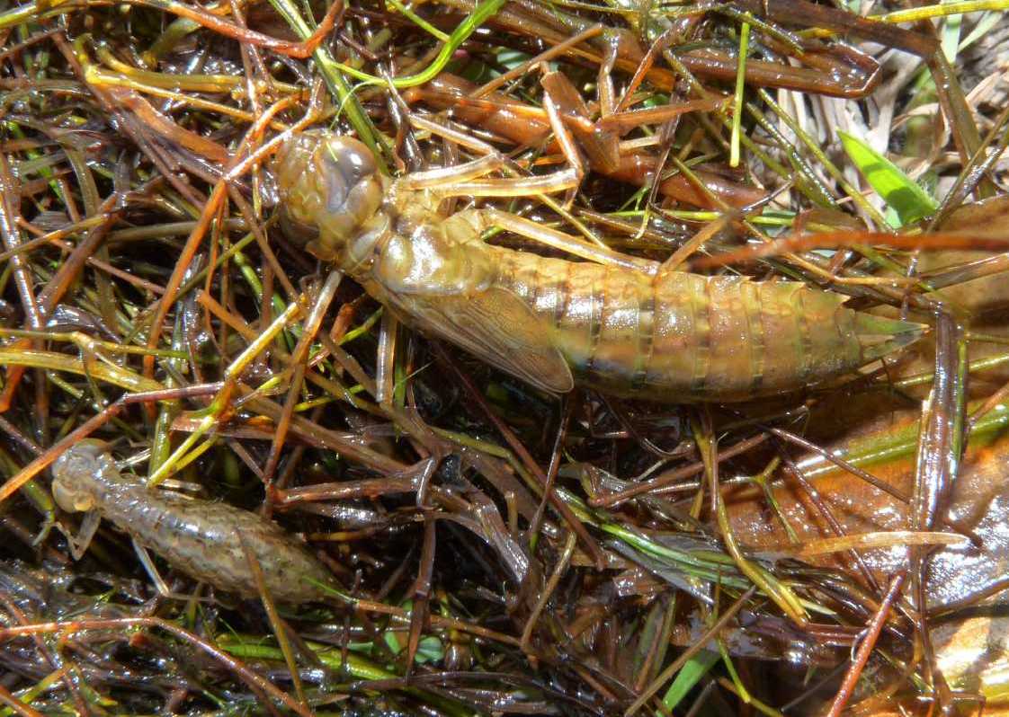 Larve di Anax sp.